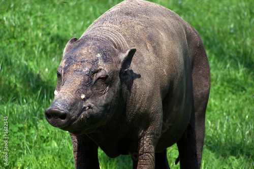 Babiroussa