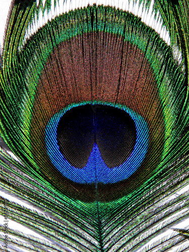 Plume de paon