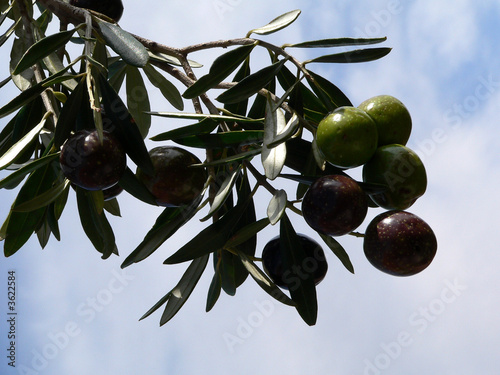 Olives