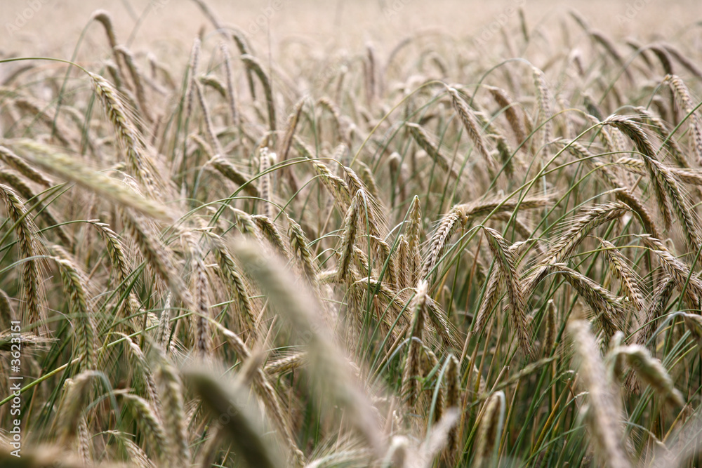 Fototapeta premium Getreide
