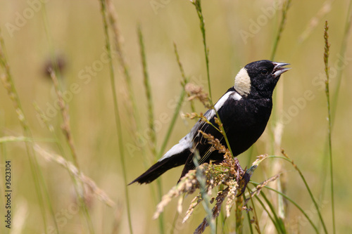 Bobolink perched in the tall grass