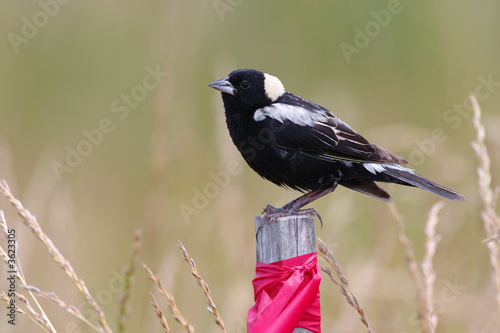 Bobolink (Dolichonyx oryzivorus) perched on a post