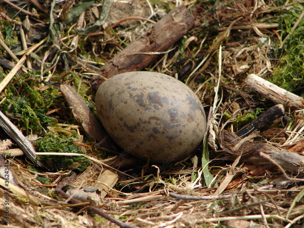 Seagull Egg Seagull Egg