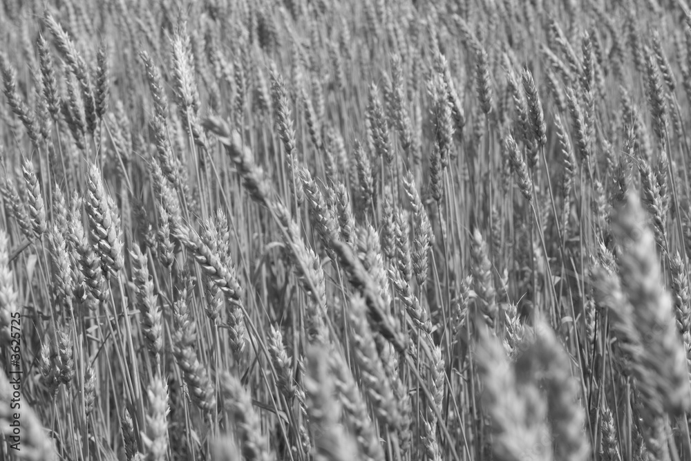 Detail of wheat in b/w Detail of wheat in b/w