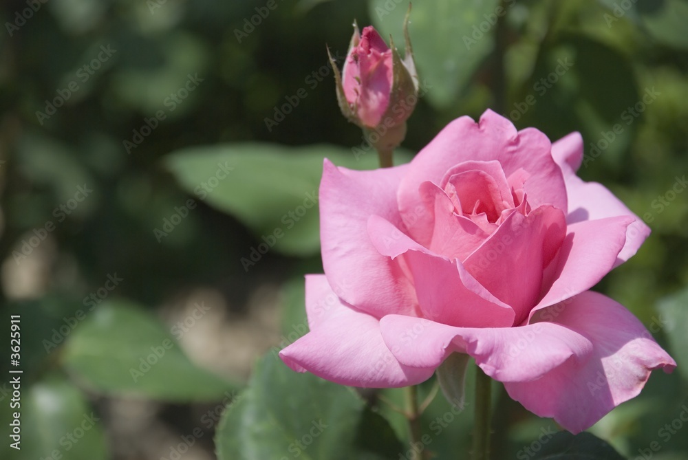 Pink rose with a violet shade on effective blur a background
