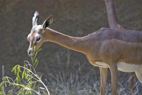 Horizontal image of a gerenuk eating photo