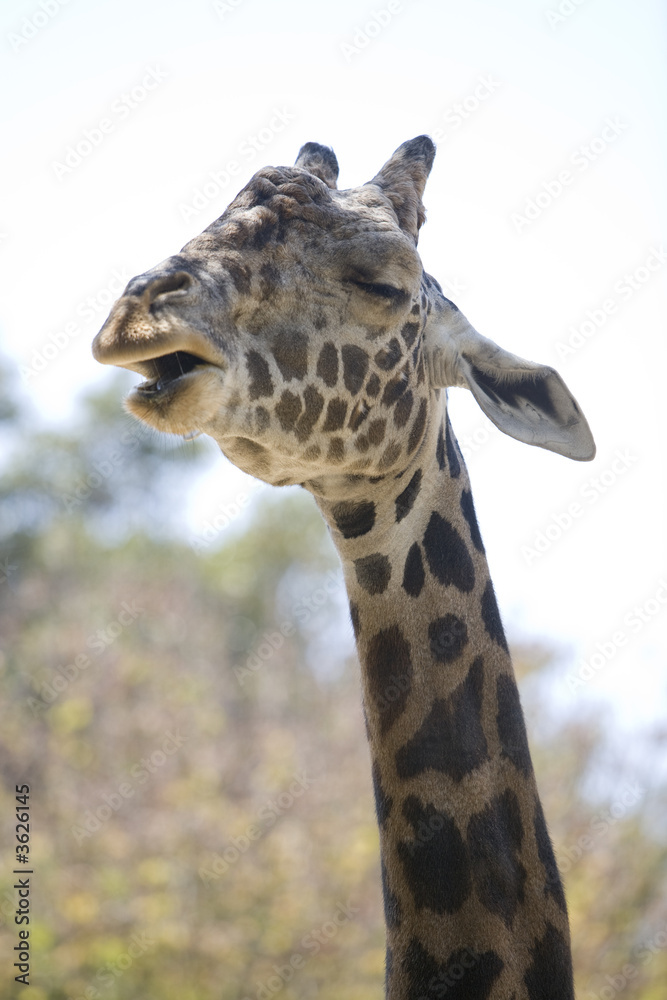A Ugandan Giraffe chewing with it's mouth open A Ugandan Giraffe chewing with it's mouth open