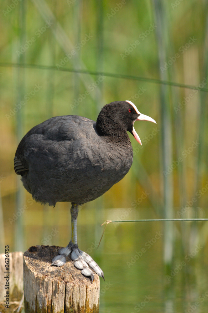 Foulque macroule - Fulica atra - Common Coot Foulque macroule - Fulica atra - Common Coot