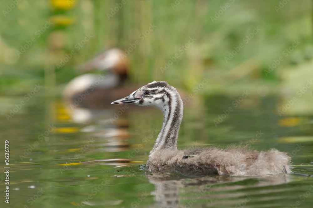 Grèbe huppé - Podiceps cristatus - Great Crested Grebe Grèbe huppé - Podiceps cristatus - Great Crested Grebe