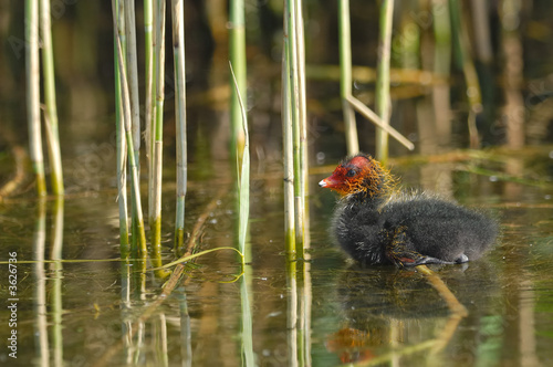 Foulque macroule - Fulica atra - Common Coot