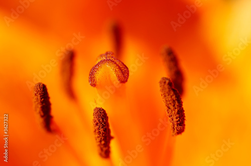 bloom of lily