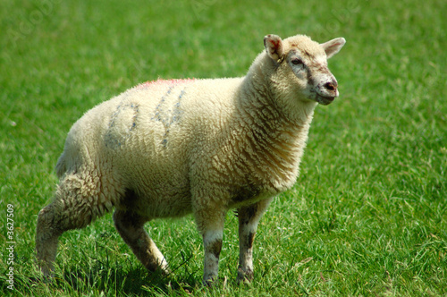 Nummeriertes Schaf