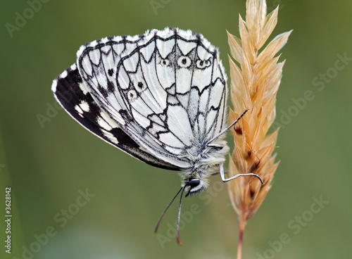 satyrid butterfly photo