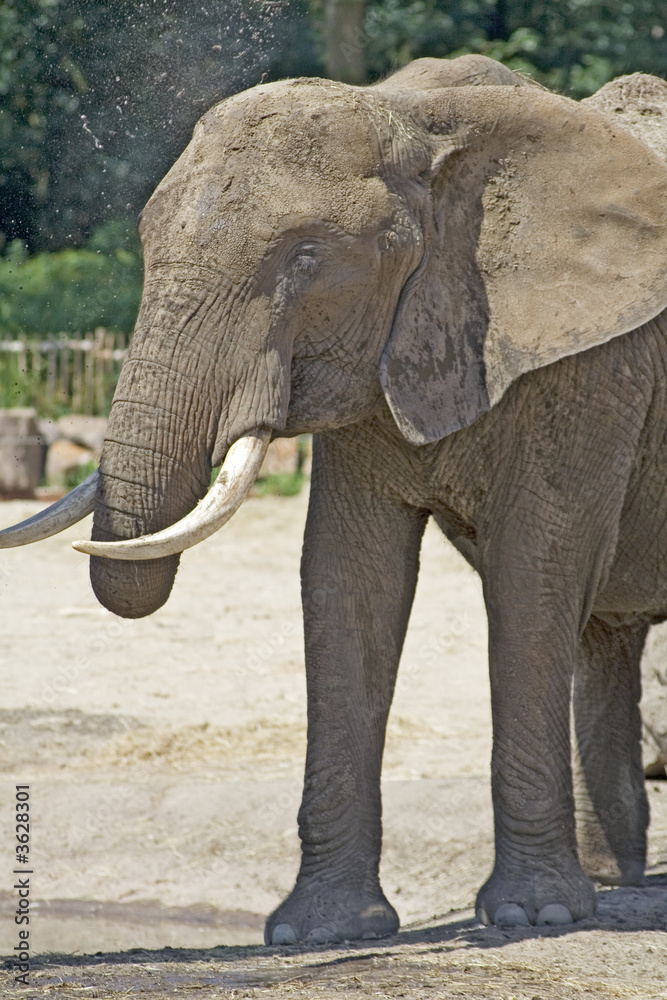Elephant taking dust bath