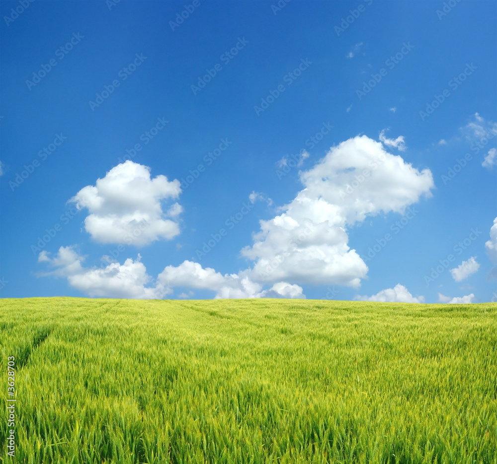 Beautiful wheat field Beautiful wheat field