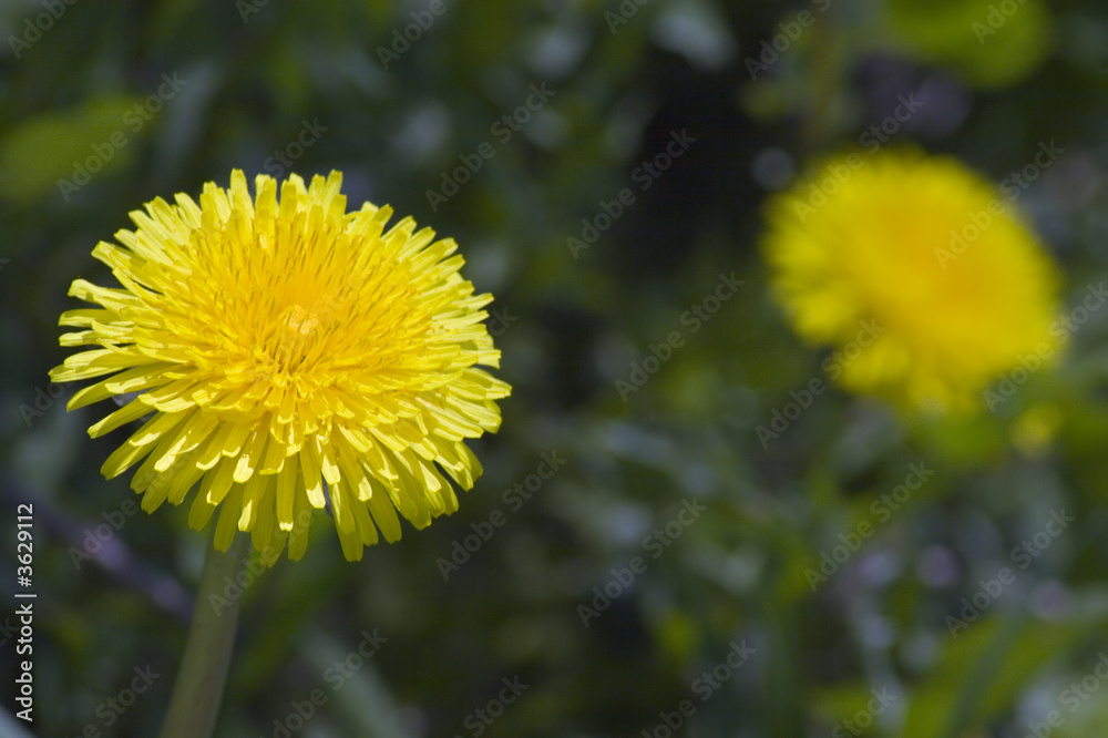 Two yellow dandelions in grass, focus on one of them Two yellow dandelions in grass, focus on one of them