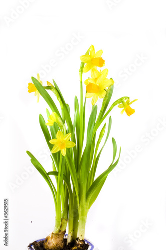 yellow spring daffodil on white background whit drops.
