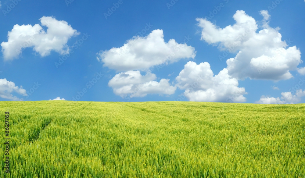 Beautiful wheat field