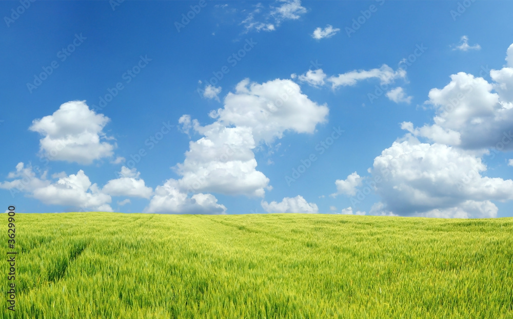 Beautiful wheat field