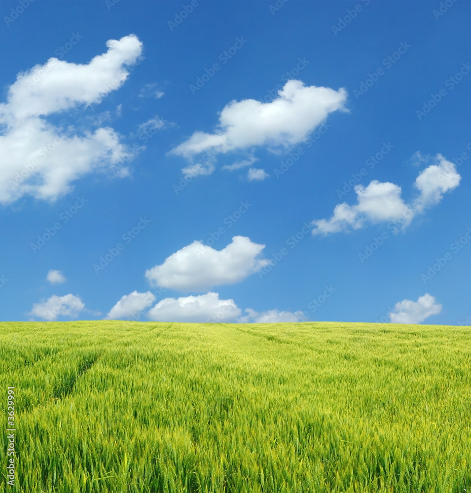 Beautiful wheat field