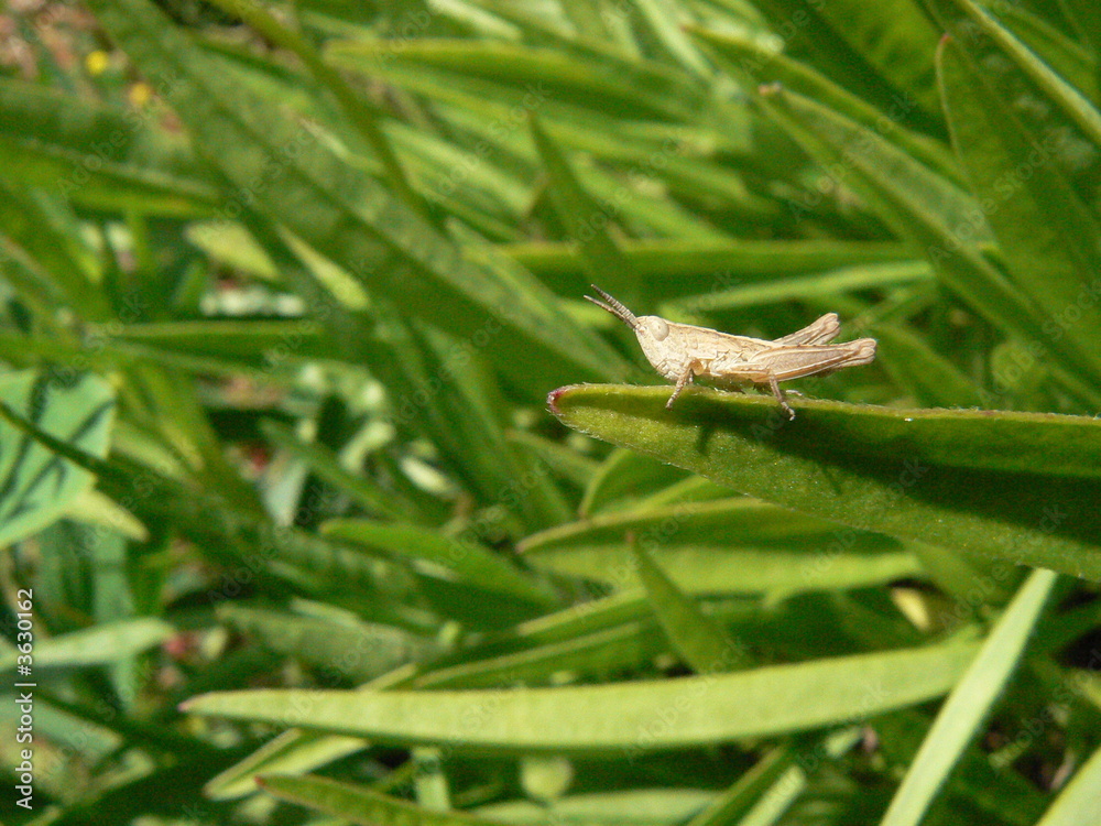 Sauterelle seule au monde sur un brin d'herbe
