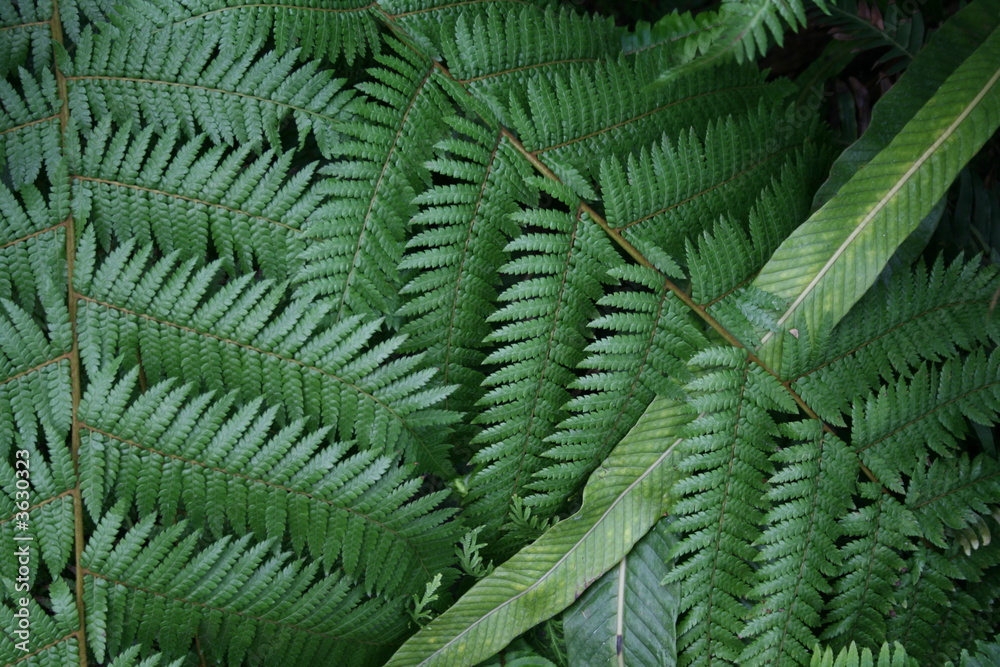Bracken Bracken