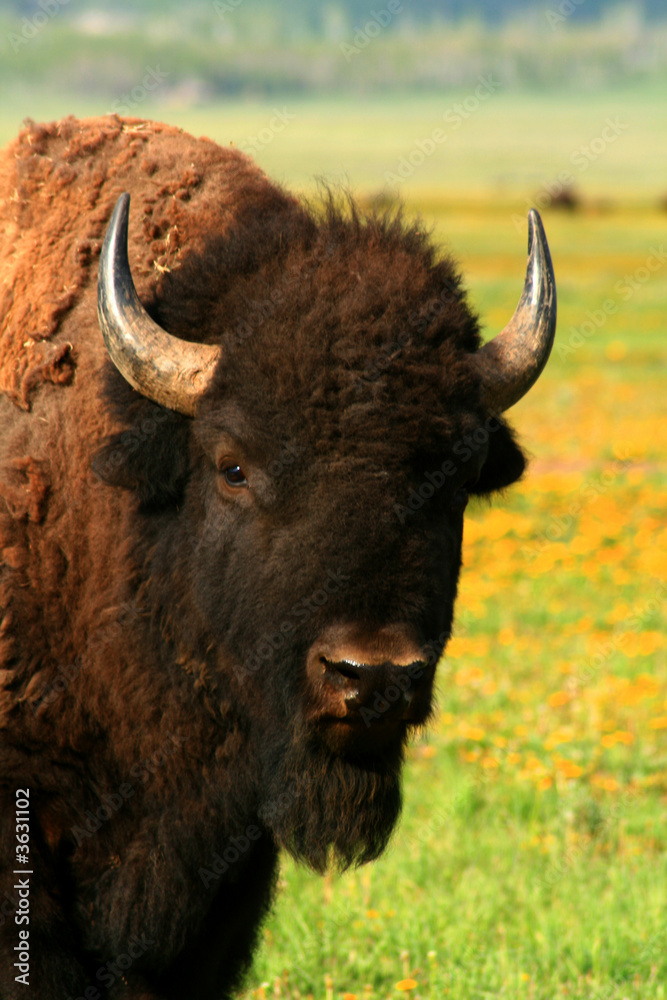 Wyoming Bison 3