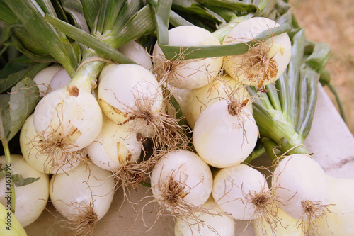 White Onion Bulbs
