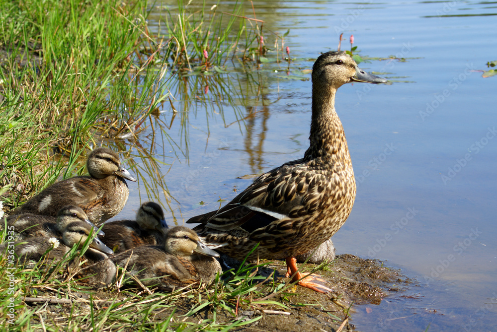 duck`s family duck`s family