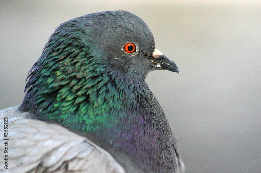 Head of the pigeon on a grey background, close up Head of the pigeon on a grey background, close up
