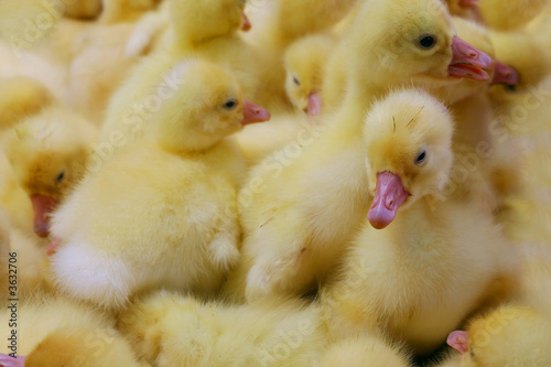 cute baby ducks on a farm