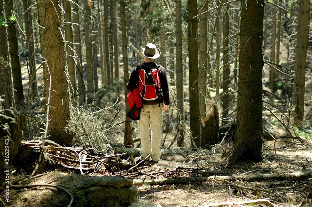 Obraz premium Tourist standing in forest