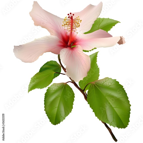 Beautiful exotic flower - M...