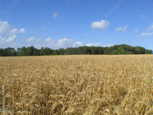 champ de céréales