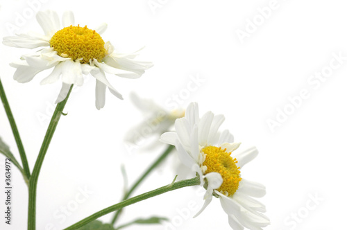 Feverfew daisy