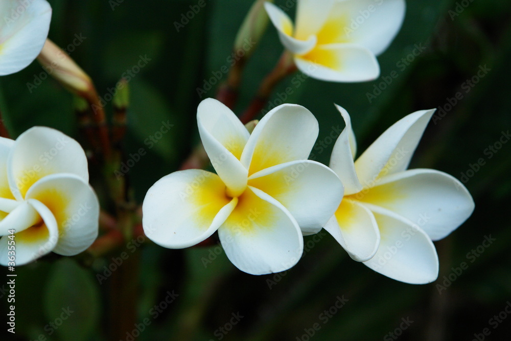 Obraz premium tropical flowers : flowers of the tree frangipanier 