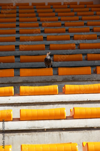 Photos solitude : pigeon dans une tribune