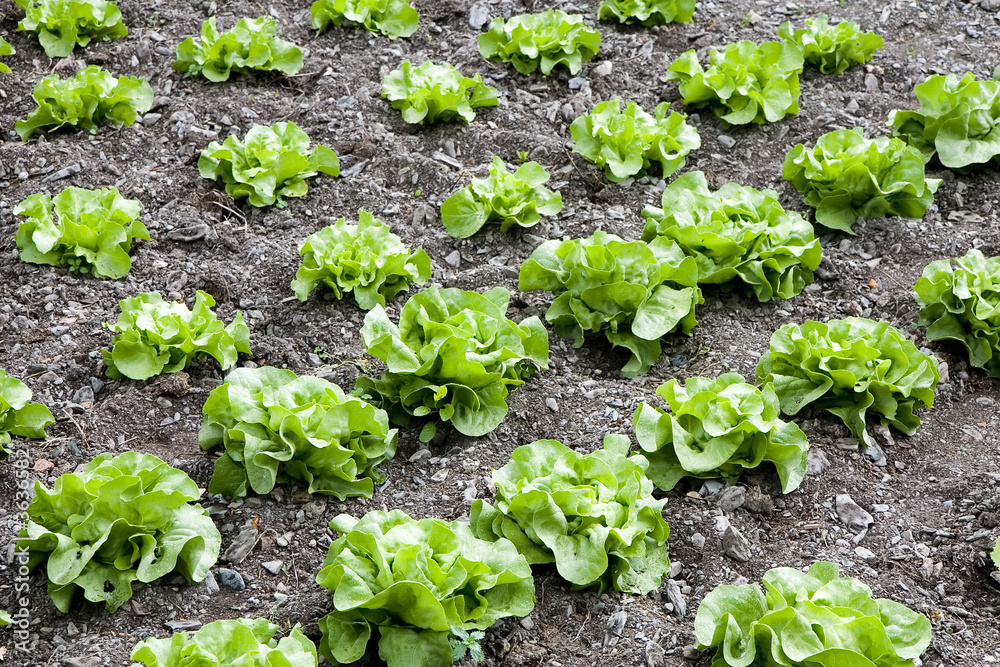 Rows of butterhead lettuce in a farm Rows of butterhead lettuce in a farm
