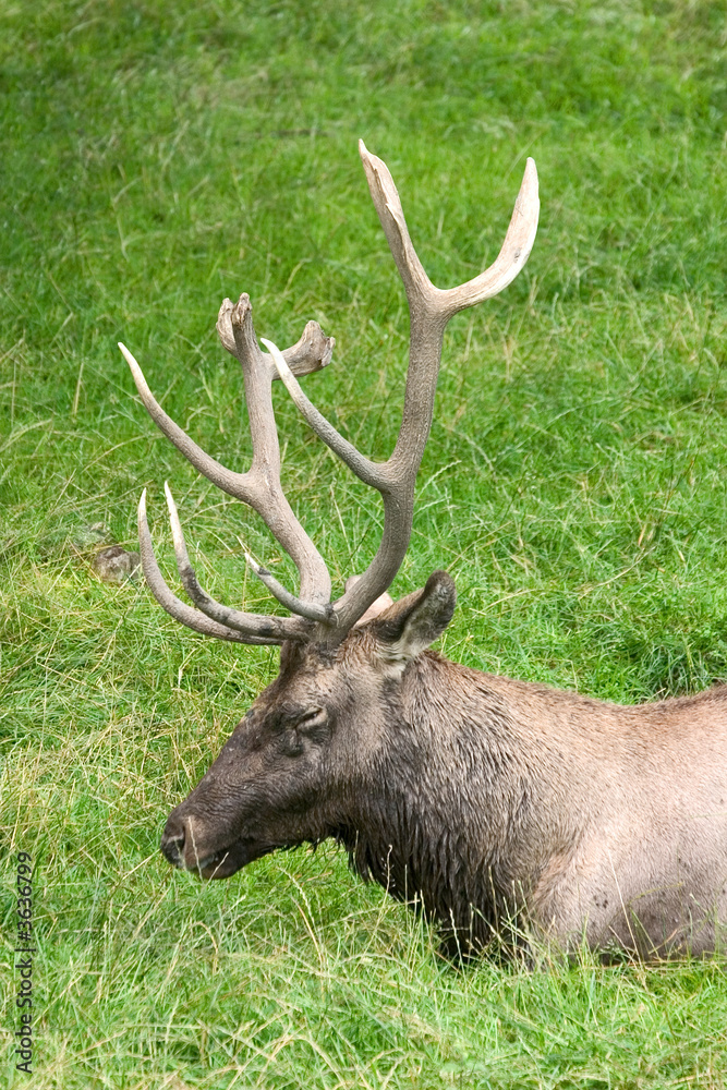Naklejka premium Hirsch auf Wiese.