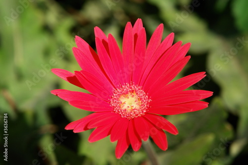 fleur rouge sur fond vert 