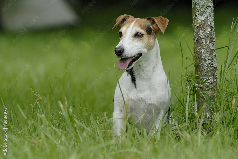 Portrait Jack Russell Terrier