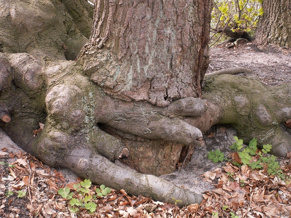 Obraz premium umklammerung