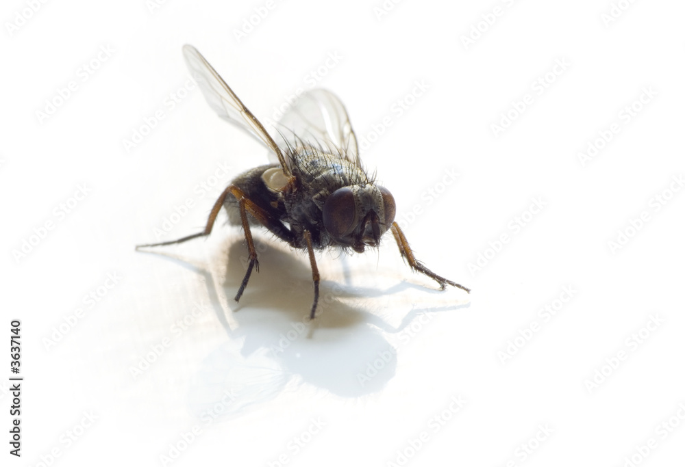 ugly separated bug white ugly separated bug white