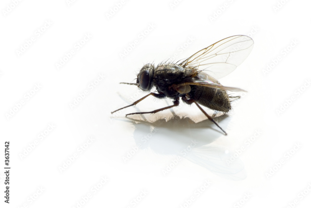 fly on white background fly on white background