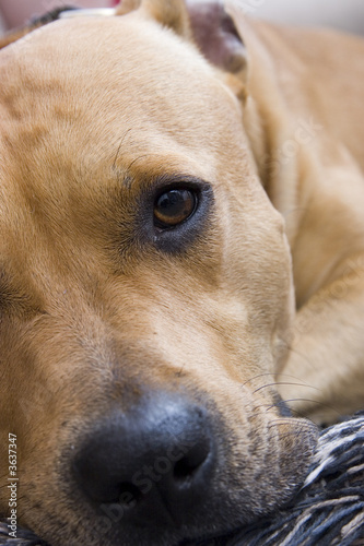 American Staffordshire terrier
