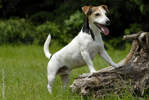 Portrait Jack Russell Terrier