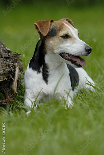 Portrait Jack Russell Terrier