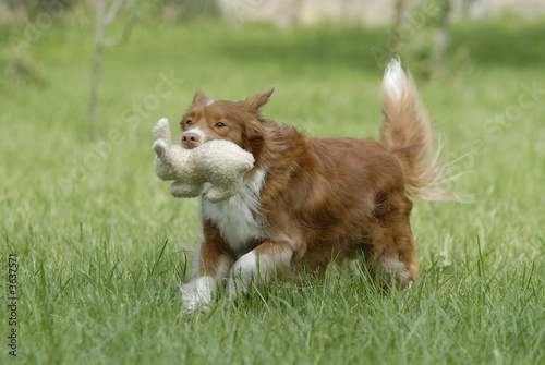 Nova Scotia Duck Tolling Retriever