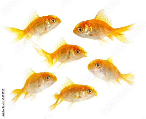 Gold small fishs on a white background