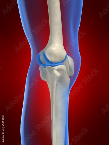 menschliches knieskelett